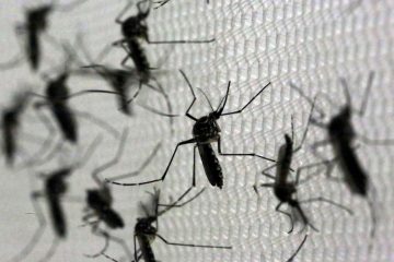 Aumento alarmante: Baixada Santista registra mais duas fatalidades por dengue, totalizando nove em 2024