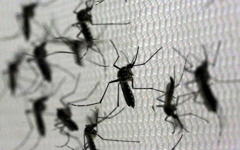 Aumento alarmante: Baixada Santista registra mais duas fatalidades por dengue, totalizando nove em 2024