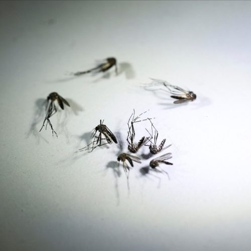 Aumento Alarmante: Dengue Causa 54 Mortes no Vale do Paraíba e Região em 2024