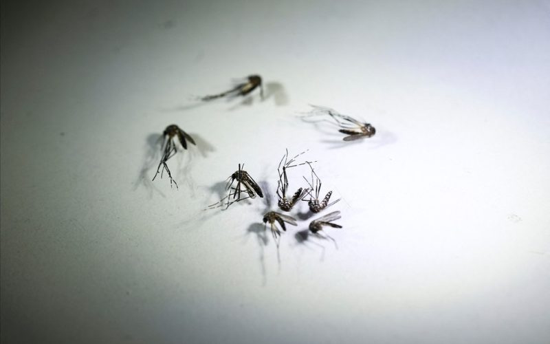 Aumento Alarmante: Dengue Causa 54 Mortes no Vale do Paraíba e Região em 2024